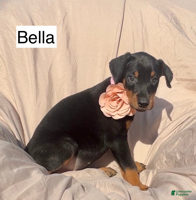Doberman Pinscher dogs Blythe - Ad 2