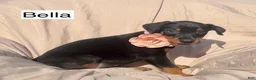 Doberman Pinscher dogs for sale: Bella - Ad 6
