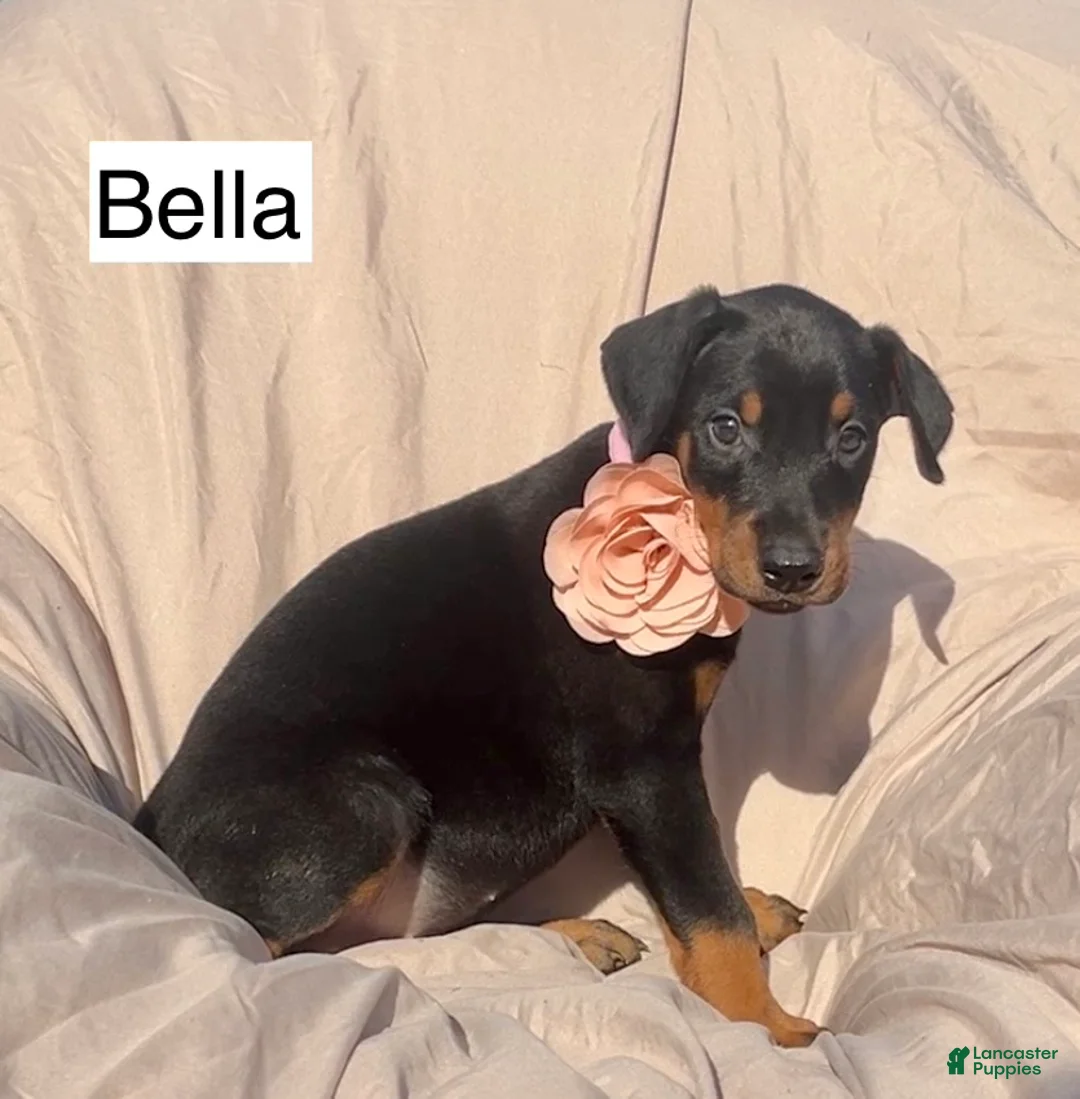 Doberman Pinscher dogs for sale: Bella - Ad 6