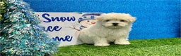 Maltese dogs for sale: Maltese Puppy 1 - Ad 2