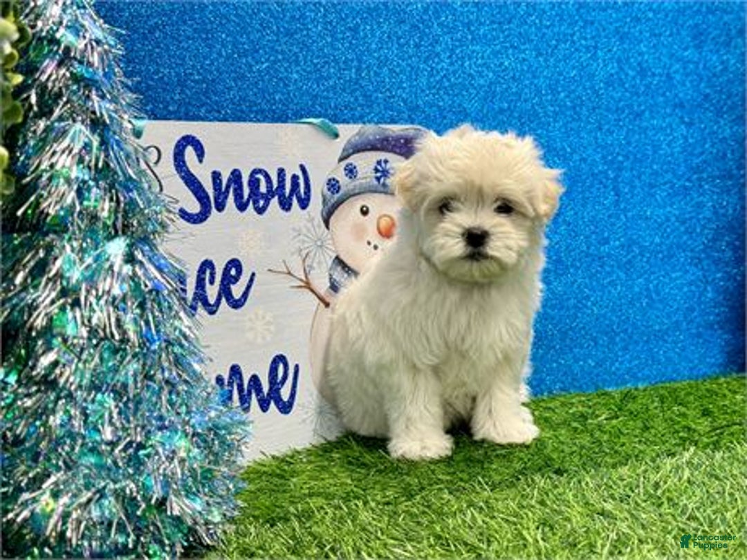 Maltese dogs for sale: Maltese Puppy 1 - Ad 2