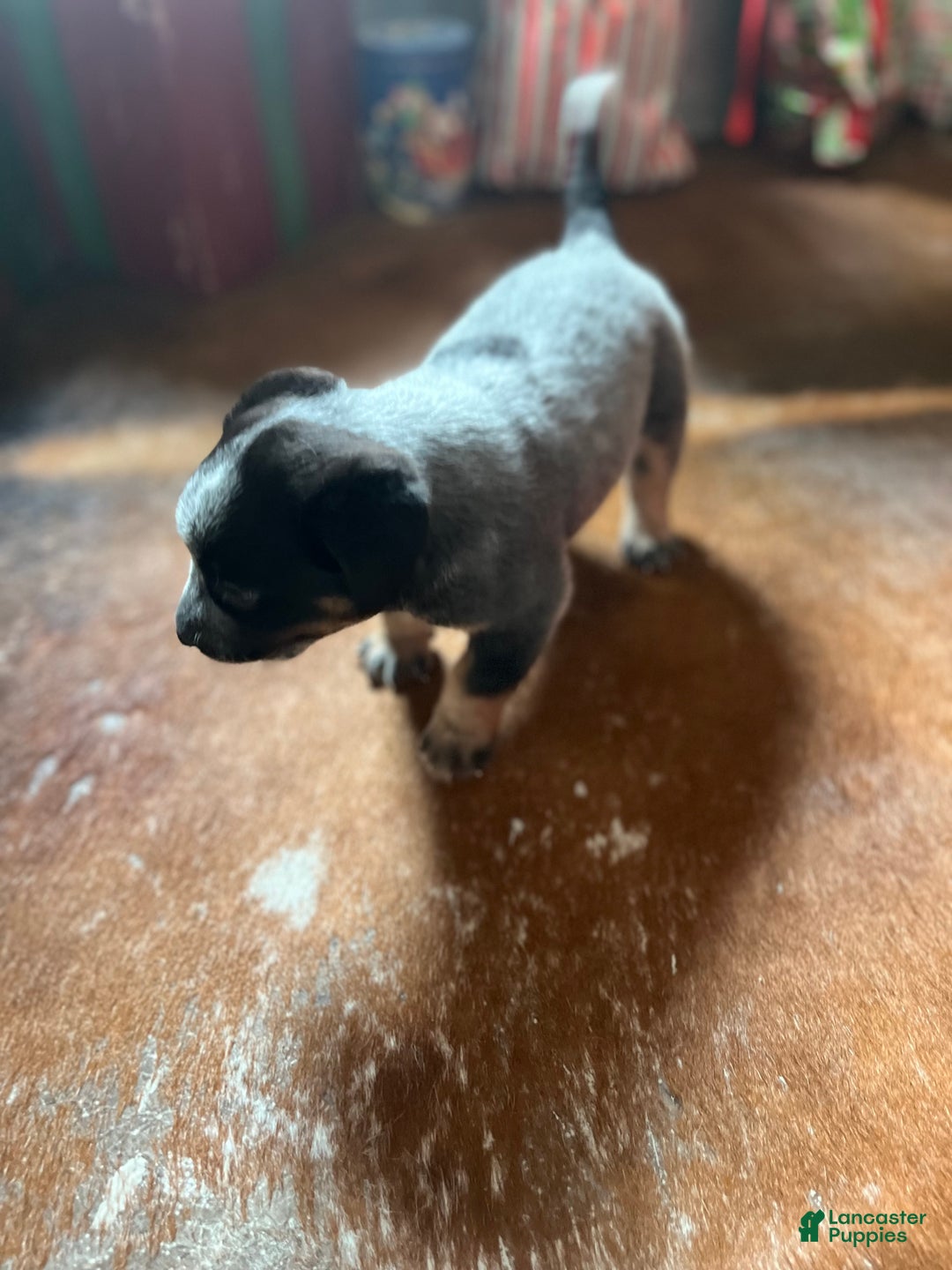 Australian Cattle Dog dogs for sale: Australian Cattle Dog Puppy 1 - Ad 2