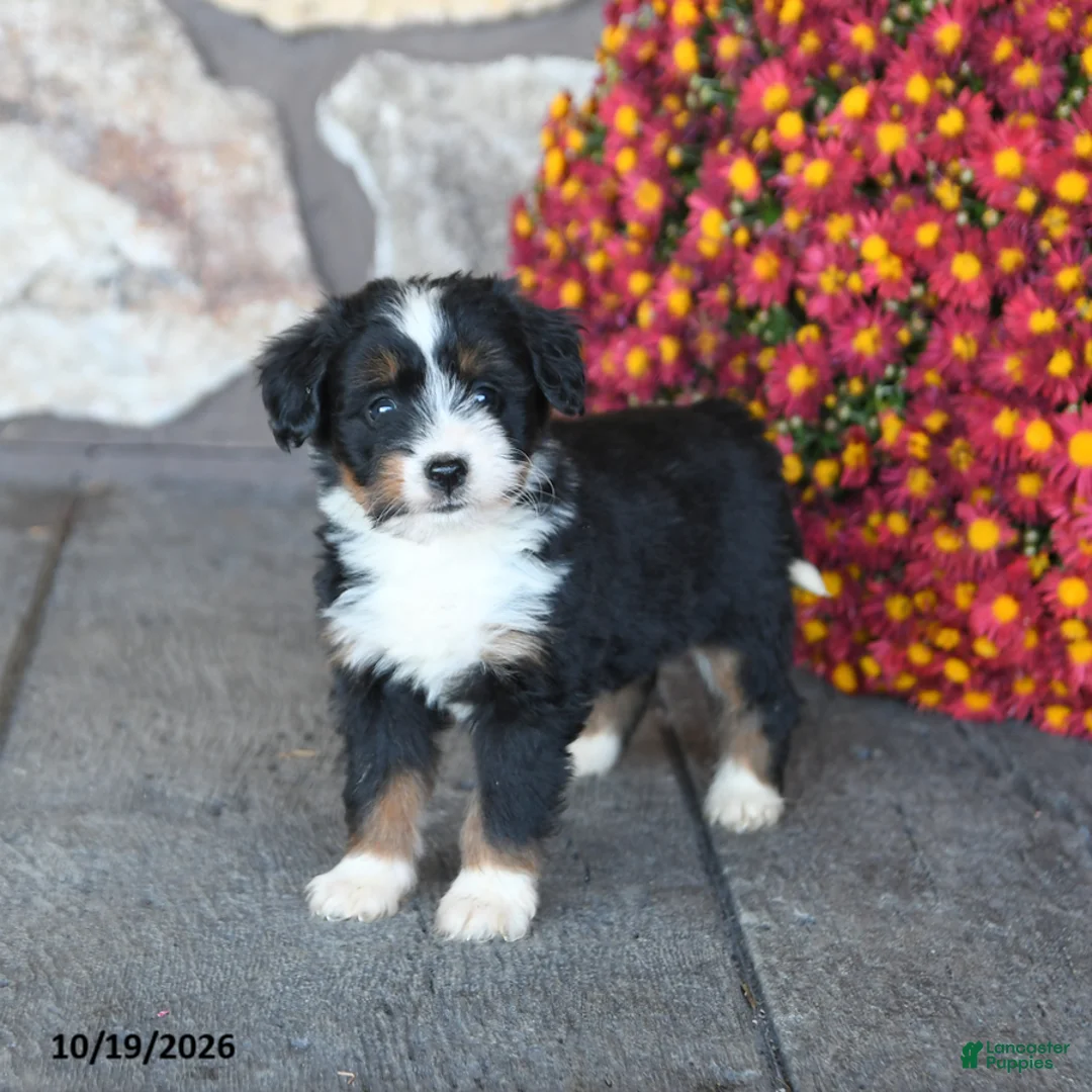 Mini Bernedoodle dogs for sale: Trixie - Ad 2