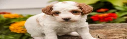 Miniature Poodle dogs for sale: Zephyr - Ad 6