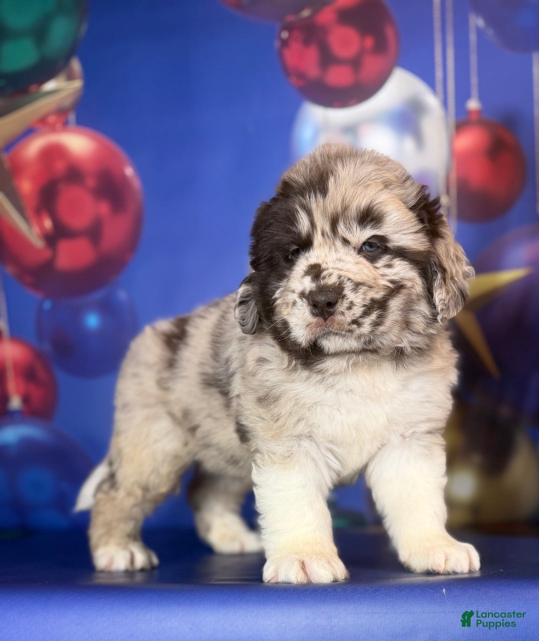 Mixed Breed dogs for sale: Studdly OFA DNA  - Ad 10