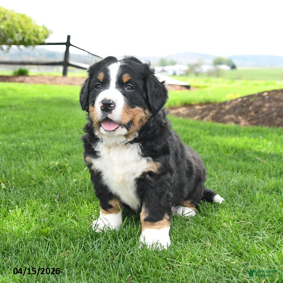 Bernese Mountain Dog dogs Bruiser - Ad 2