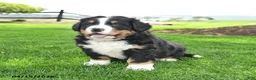 Bernese Mountain Dog dogs for sale: Bruiser - Ad 2