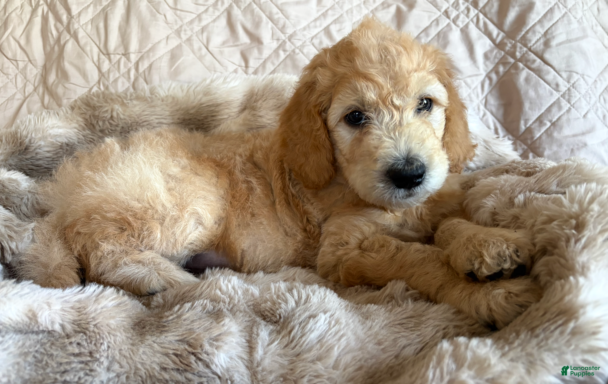 Double Doodle dogs for sale: Kenai - F2 Double Doodle - Ad 2