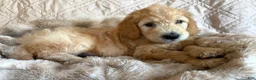 Double Doodle dogs for sale: Kenai - F2 Double Doodle - Ad 1
