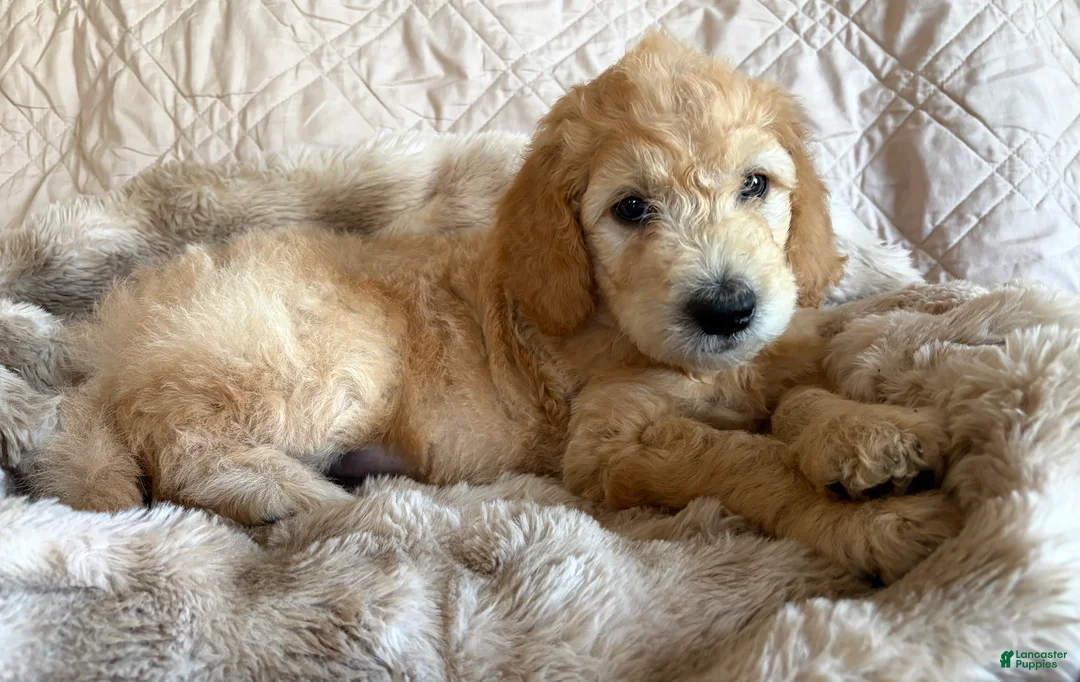 Double Doodle dogs for sale: Kenai - F2 Double Doodle - Ad 1