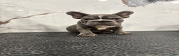 French Bulldog dogs for sale: French Bulldog Puppy 1 - Ad 4