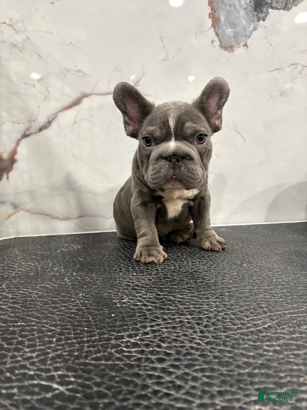 French Bulldog dogs for sale: French Bulldog Puppy 1 - Ad 4