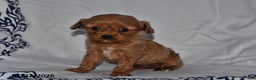 Cavapoo dogs for sale: Rylan - Ad 5