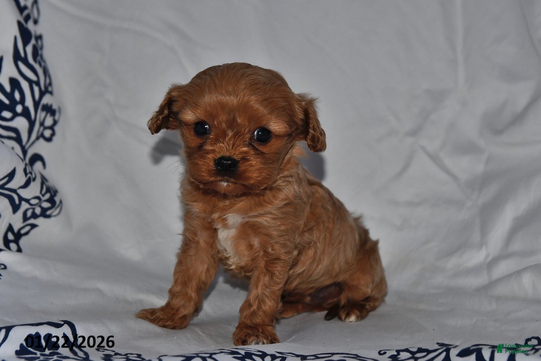 Cavapoo dogs for sale: Rylan - Ad 5