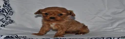 Cavapoo dogs for sale: Rylan - Ad 5