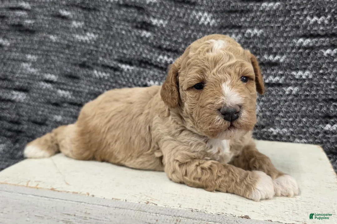 Miniature Poodle dogs for sale: Teddy  - Ad 1