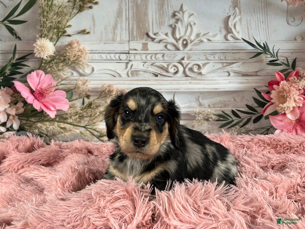 Miniature Dachshund dogs AKC-Rolo - Ad 34