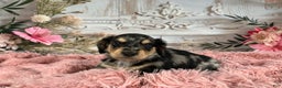 Miniature Dachshund dogs for sale: AKC-Rolo - Ad 1