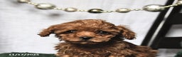 Toy Poodle dogs for sale: Fancy Teacup - Ad 4