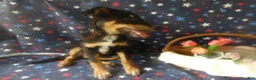 Sheprador dogs for sale: Golden Shepherd 4 Sweetie - Ad 2