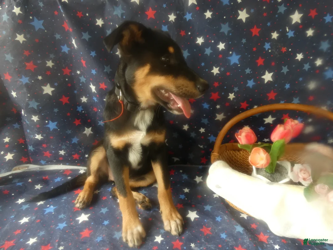 Sheprador dogs for sale: Golden Shepherd 4 Sweetie - Ad 2
