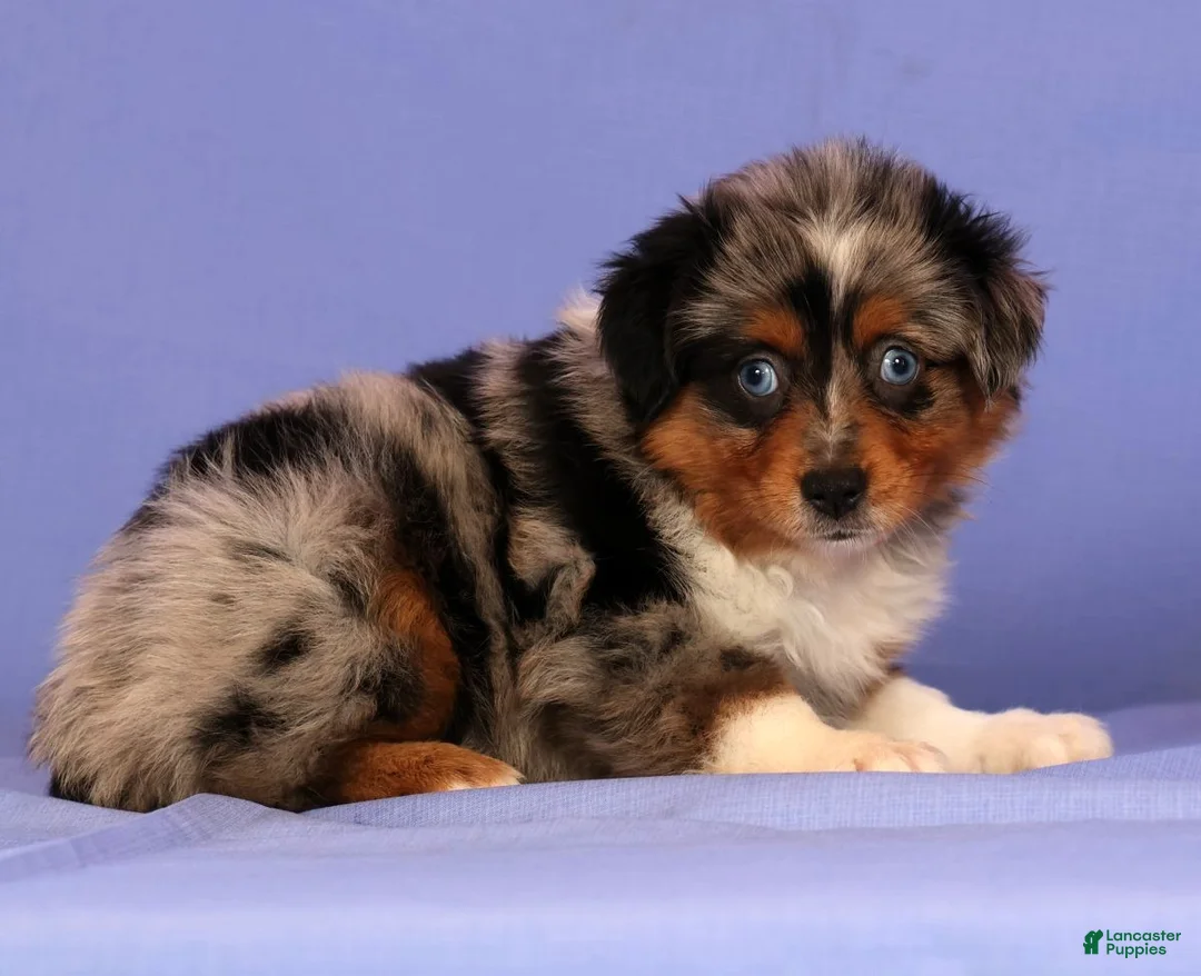 Miniature Australian Shepherd dogs for sale: Penny - Ad 1
