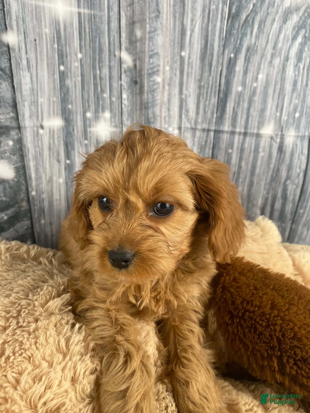 Cavapoo dogs for sale: Mabel - Ad 11