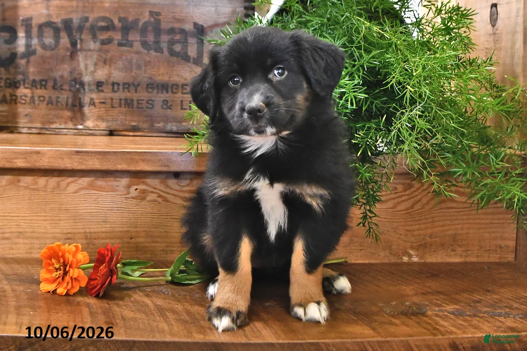 Australian Shepherd dogs for sale: Aster - Ad 2