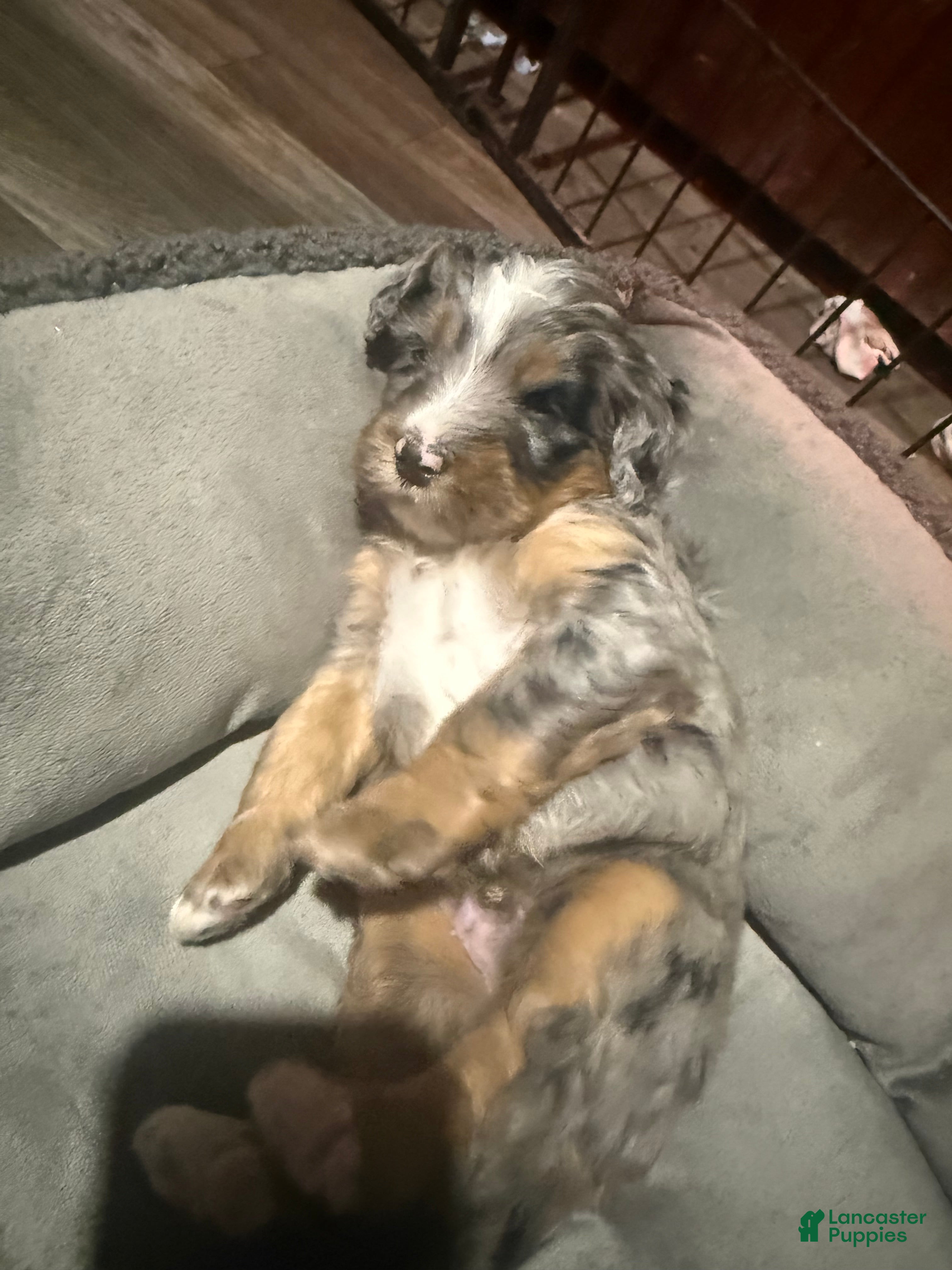 Mini Bernedoodle dogs for sale: Mini Bernedoodle Boone - Ad 4