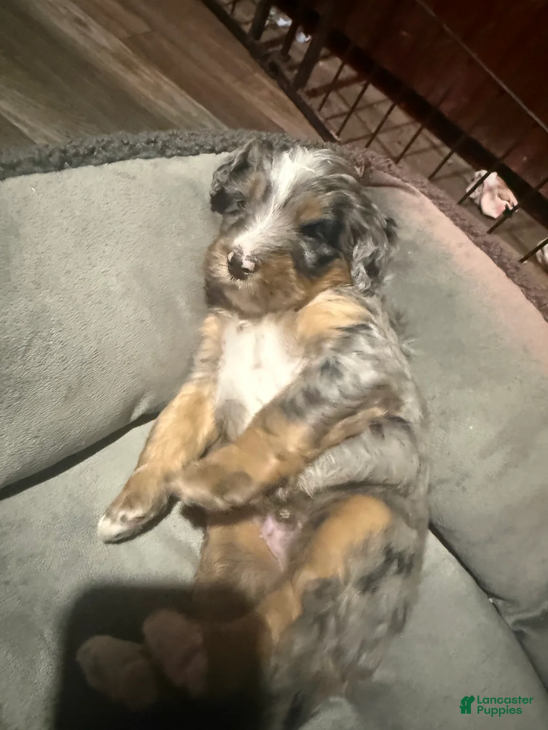Mini Bernedoodle dogs for sale: Mini Bernedoodle Boone - Ad 1