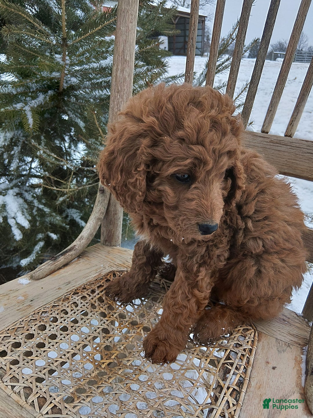 Irish Doodle dogs for sale: F1B Daisy - Ad 3