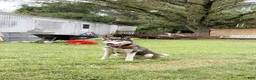 Siberian Husky dogs for sale: Freya - Ad 3