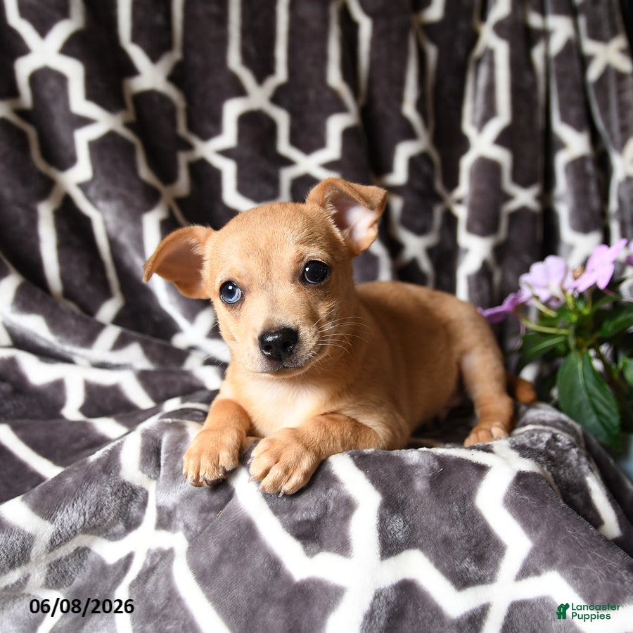 Chihuahua dogs Leo - Ad 2