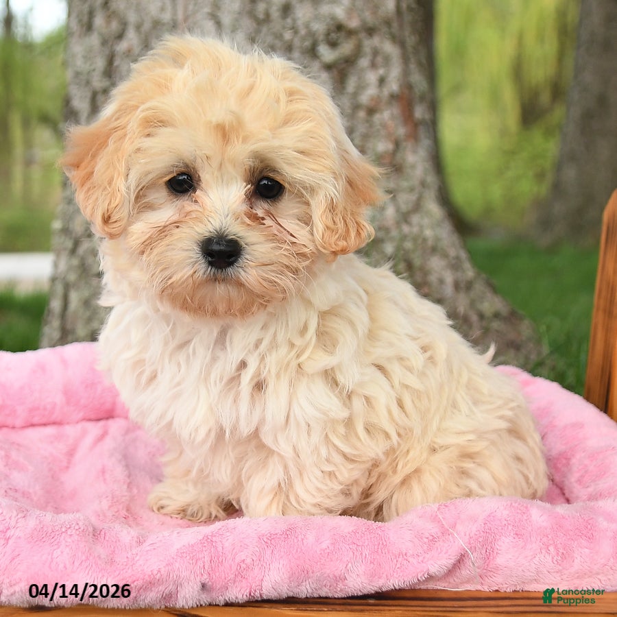 Maltipoo dogs Koby - Ad 2