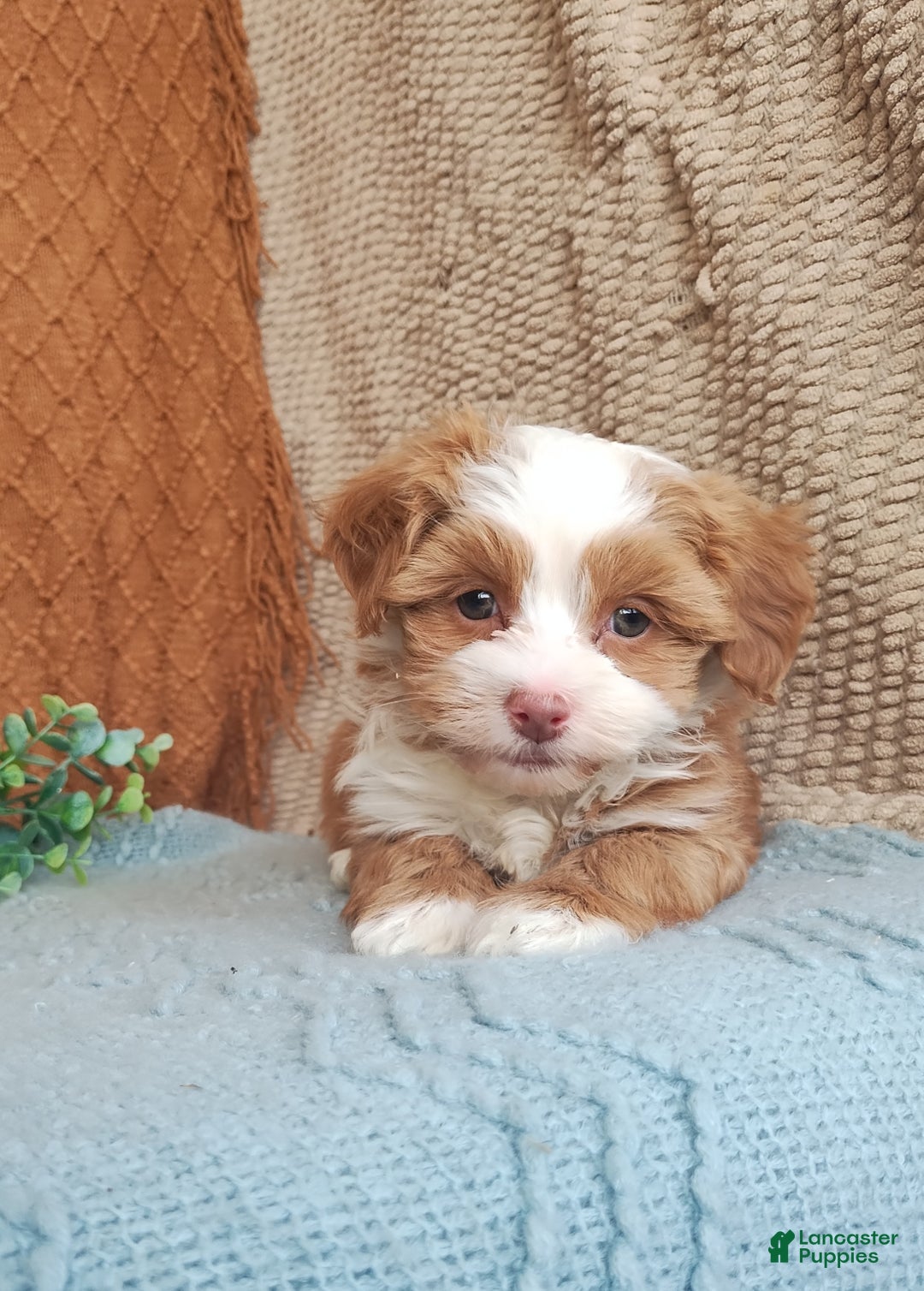 Havanese dogs for sale: Holly - Ad 4