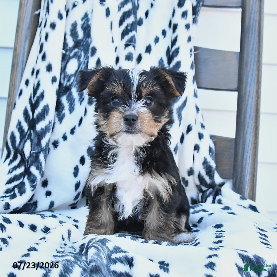 Yorkshire Terrier dogs Checkers - Ad 1