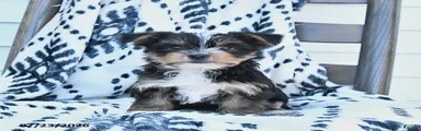 Checkers