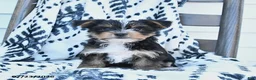 Yorkshire Terrier dogs for sale: Checkers - Ad 1