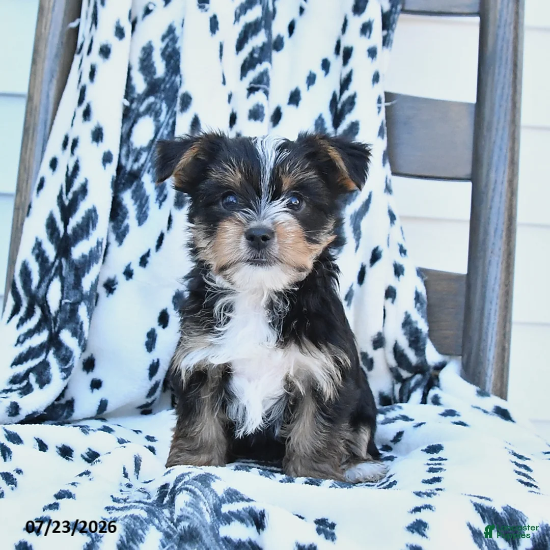 Yorkshire Terrier dogs for sale: Checkers - Ad 1