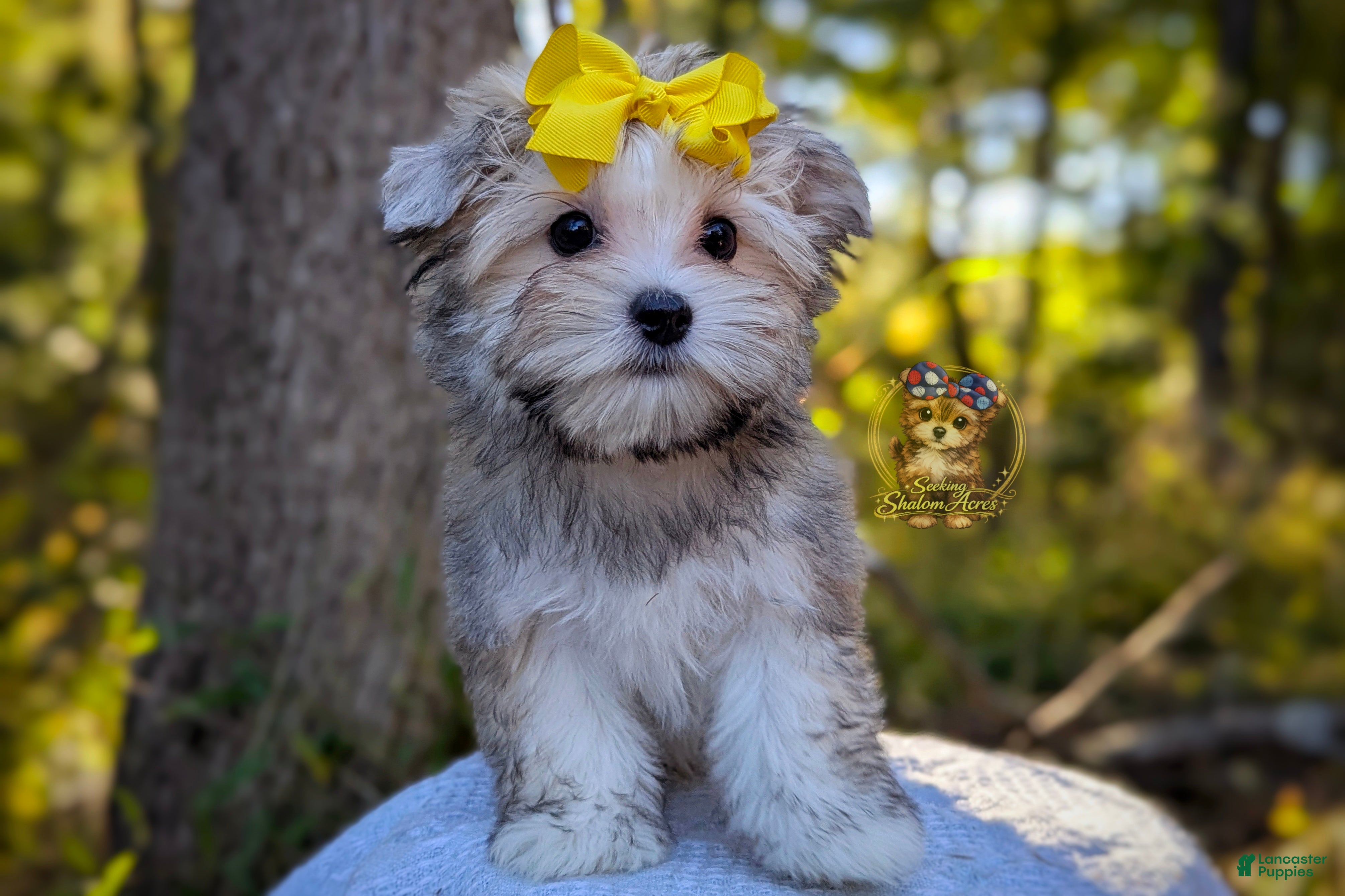 Thicket (Morkie, Male) in Barren Springs, VA
