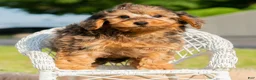 Yorkiepoo dogs for sale: Rohan  - Ad 6