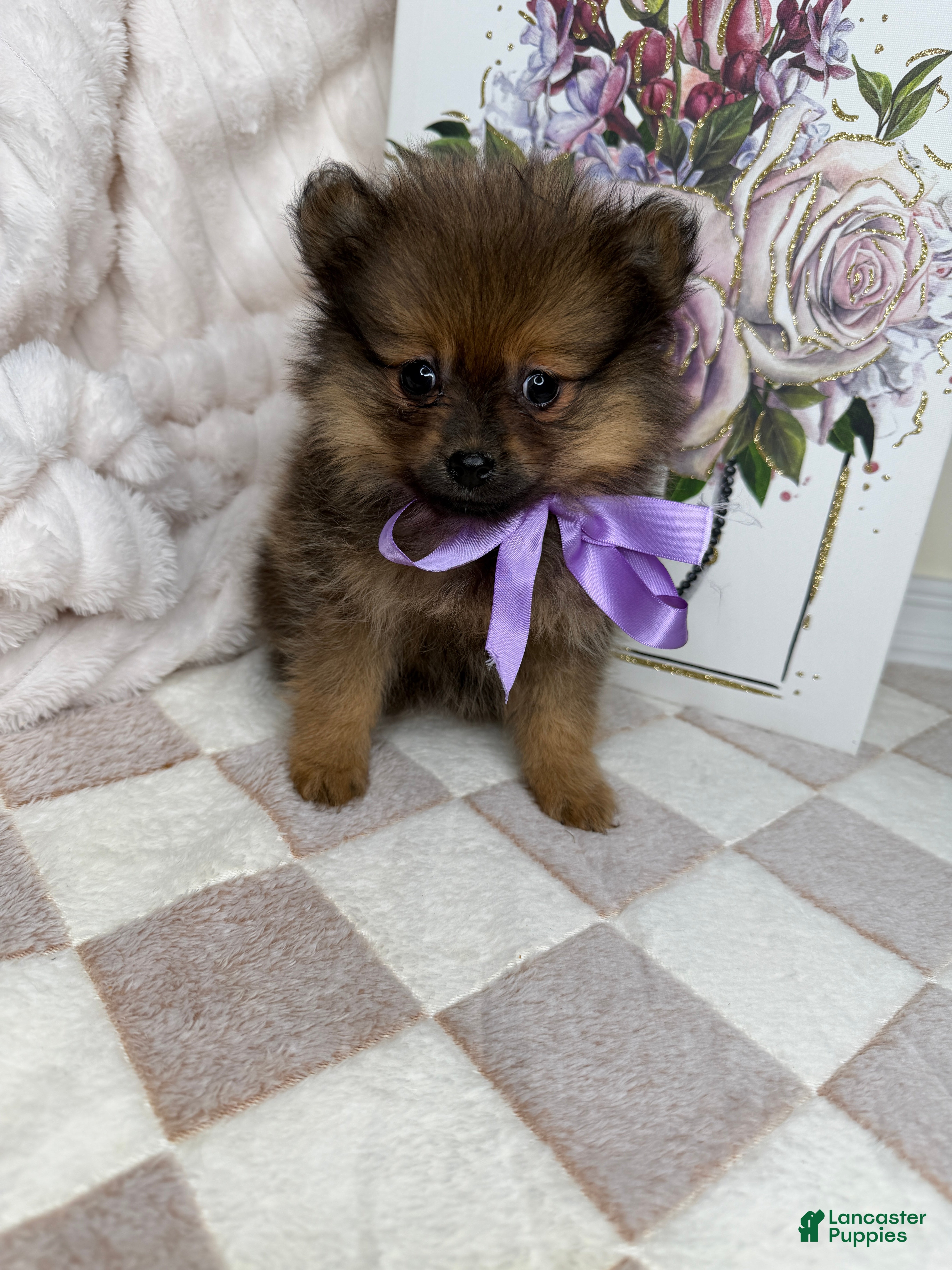 Pomeranian dogs for sale: CoCo - Ad 15