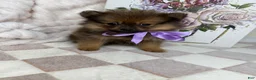 Pomeranian dogs for sale: CoCo - Ad 1