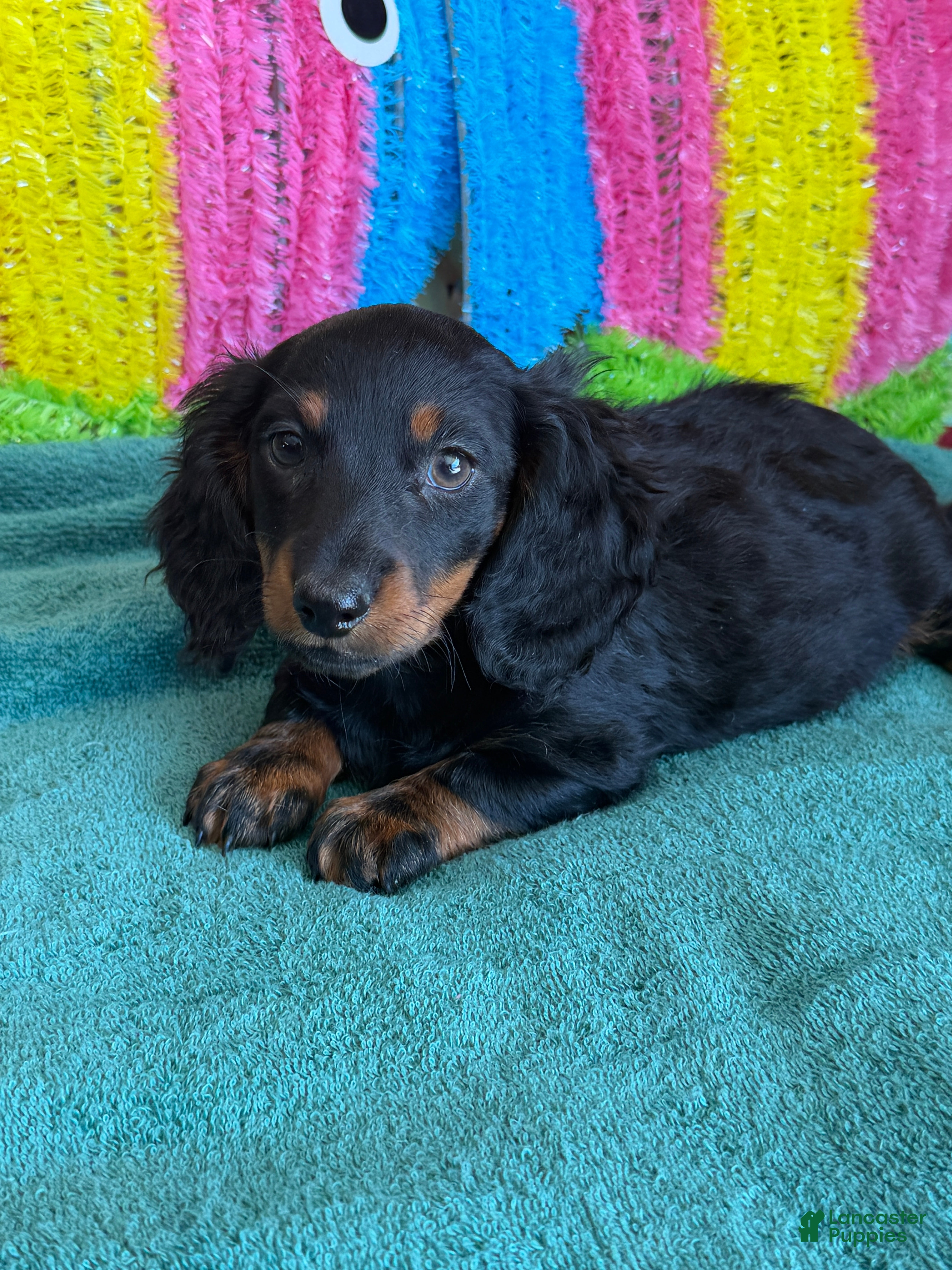 Miniature Dachshund dogs Ferris - Ad 22