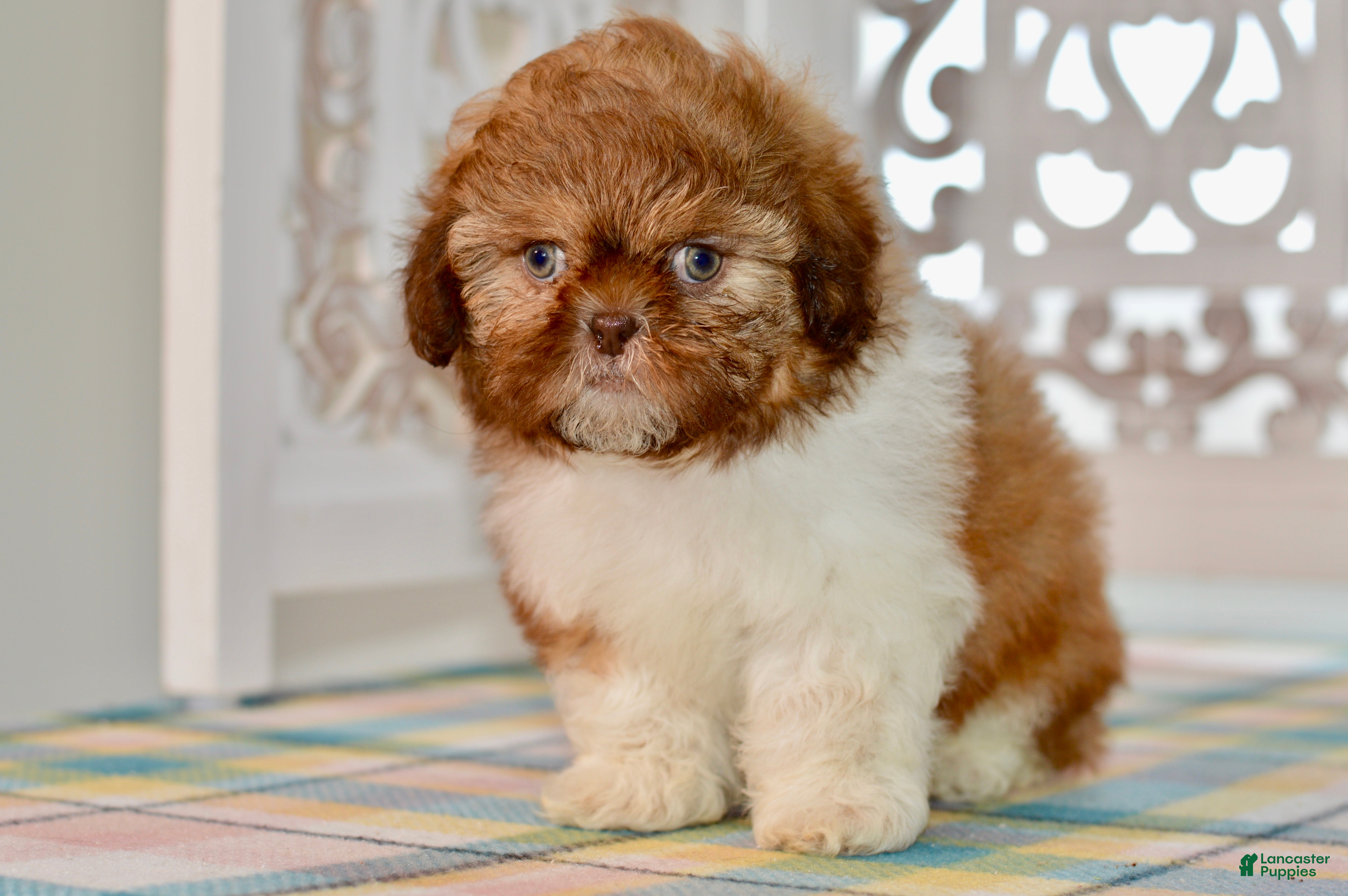Shih Tzu dogs Brett - Ad 1