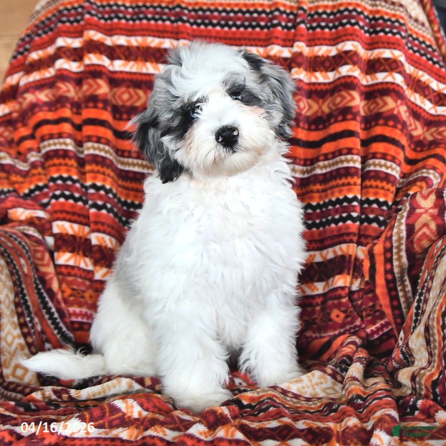 Mini Aussiedoodle dogs Sylvia - Ad 1