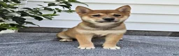 Shiba Inu dogs for sale: Trina - Ad 2