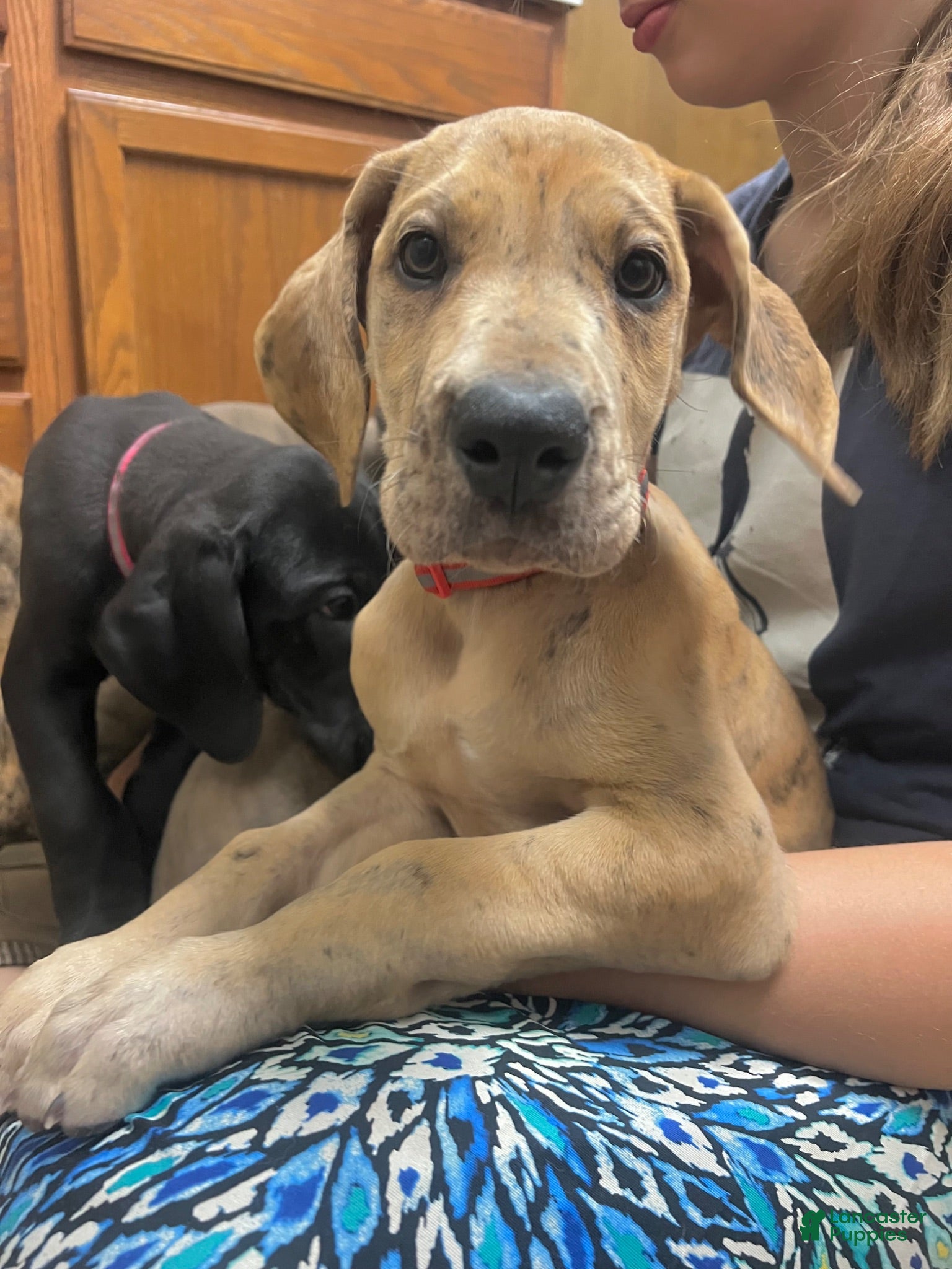 Great Dane dogs Mario - Ad 2