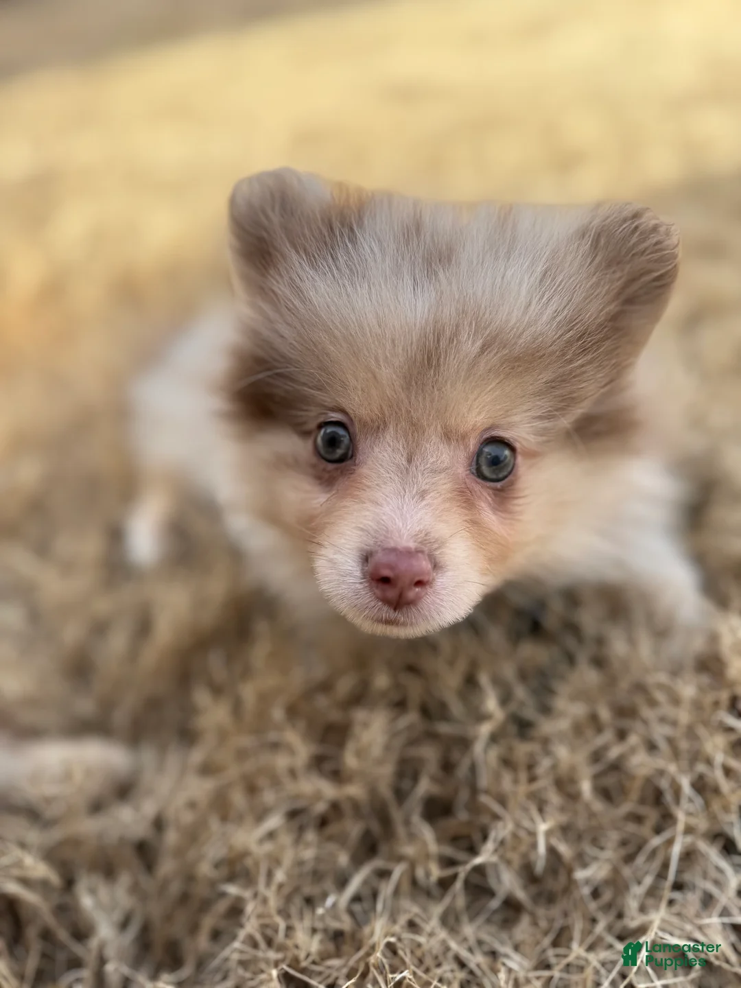 Mixed Breed dogs for sale: Ikaikoa - Ad 2