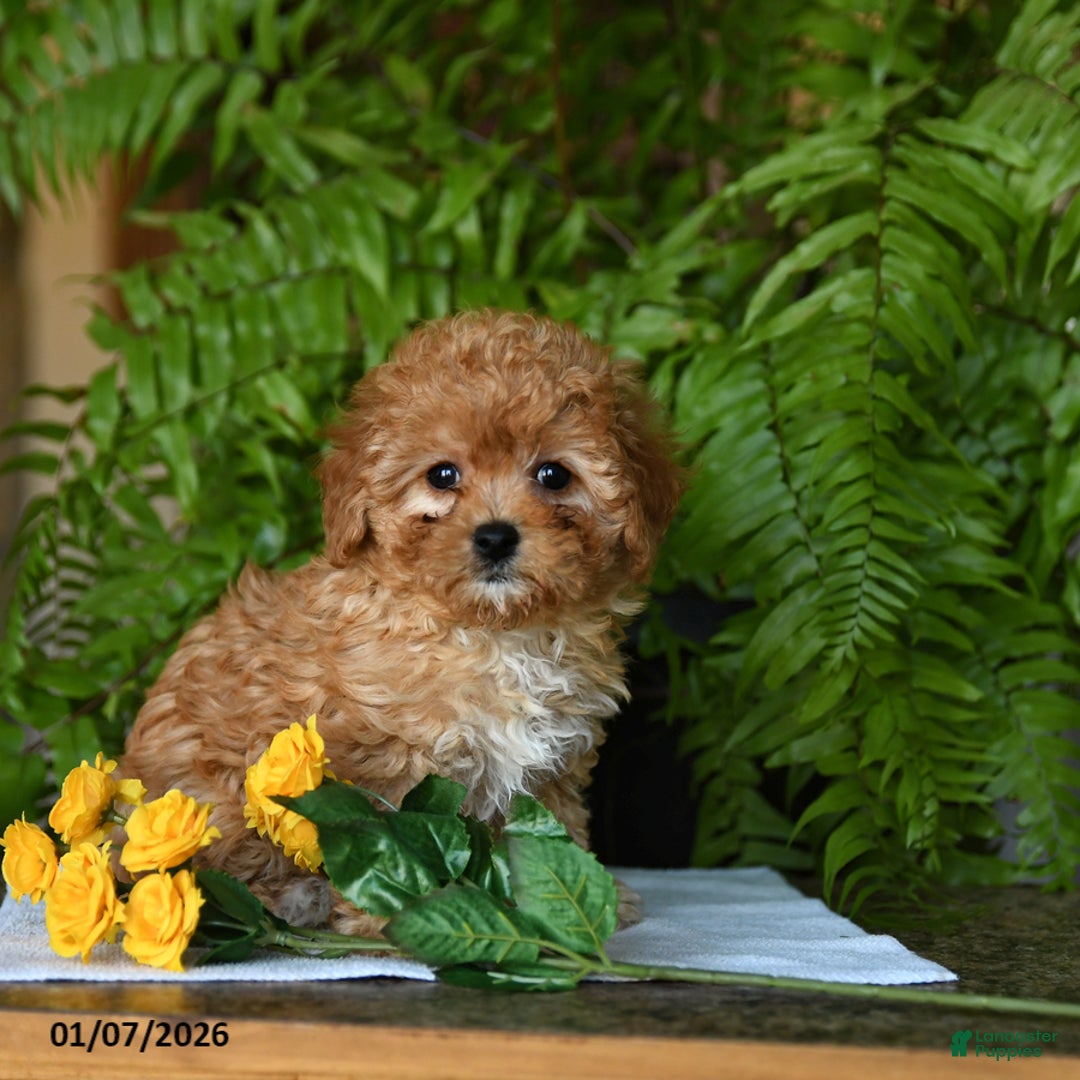 Mixed Breed dogs for sale: Cutie - Ad 2